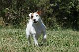 PARSON RUSSEL TERRIER 154